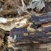 Porcellio scaber "Lemonade" - 15 count - Image 4