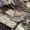Porcellio scaber "Lemonade" - 15 count - Image 2