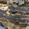 Porcellio scaber "Lemonade" - 15 count - Image 3
