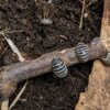 Armadillidium maculatum "Zebra" - 15 count