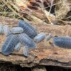 Armadillidium peraccae - 15 count