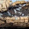 Porcellio scaber "Dalmation" - 15 count - Image 8