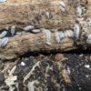 Porcellio scaber "Dalmation" - 15 count - Image 7