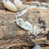 Porcellio scaber "Dalmation" - 15 count - Image 5