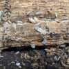 Porcellio scaber "Dalmation" - 15 count - Image 6
