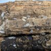 Porcellio scaber "Dalmation" - 15 count - Image 4