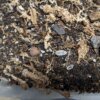 Porcellio scaber "Dalmation" - 15 count - Image 2