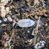 Porcellio scaber "Dalmation" - 15 count - Image 9
