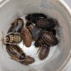 Dubia Roach Starter Colony: 8+ Females, 2+  Males, 10+ Juveniles - Image 3