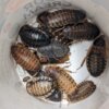 Dubia Roach Starter Colony: 8+ Females, 2+  Males, 10+ Juveniles - Image 2