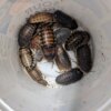 Dubia Roach Starter Colony: 8+ Females, 2+  Males, 10+ Juveniles
