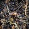 Porcellio scaber "Orange Koi" - 15 count