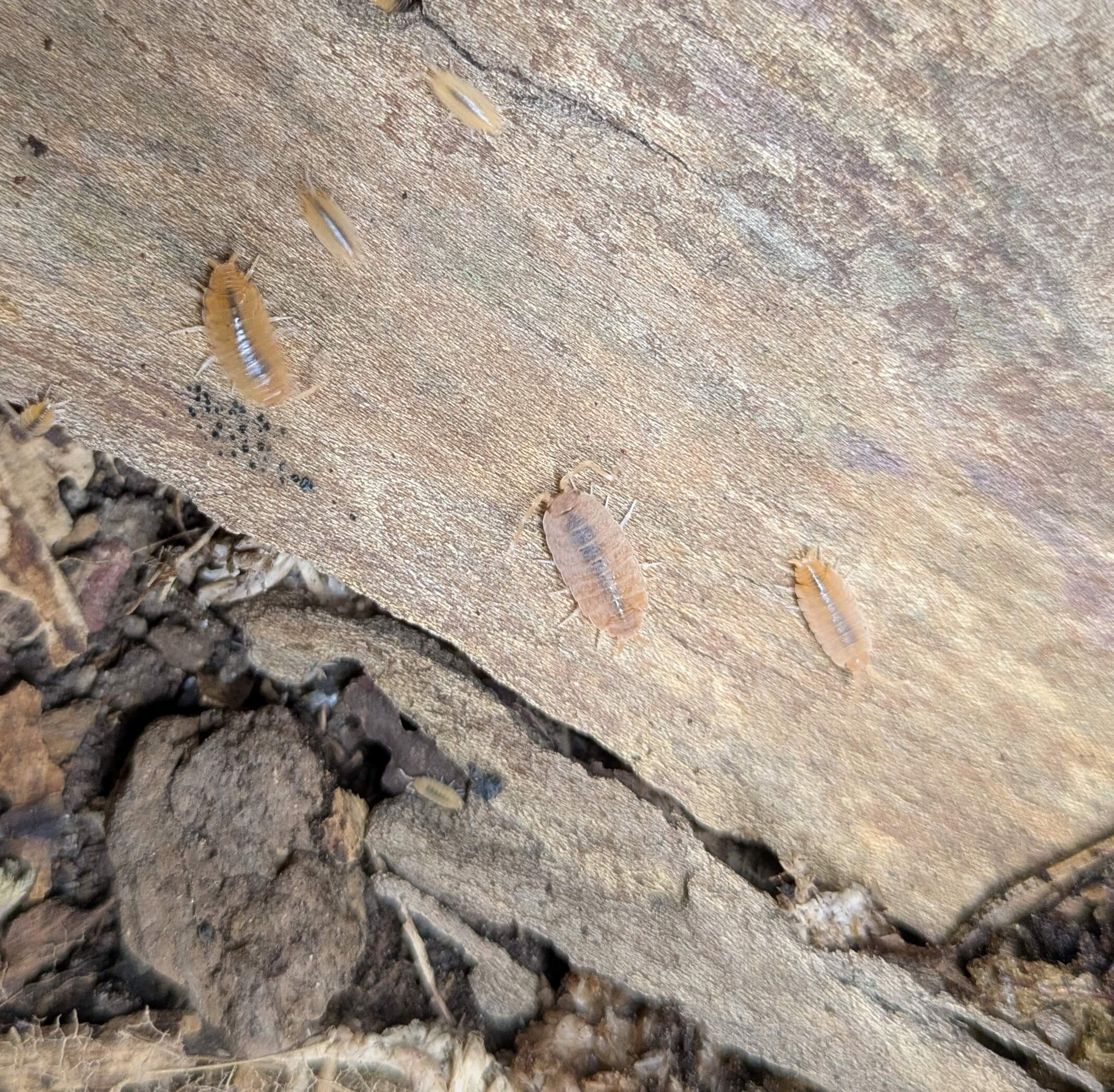 Porcellionides pruinosus "Powder Orange" - 15 count - Image 3