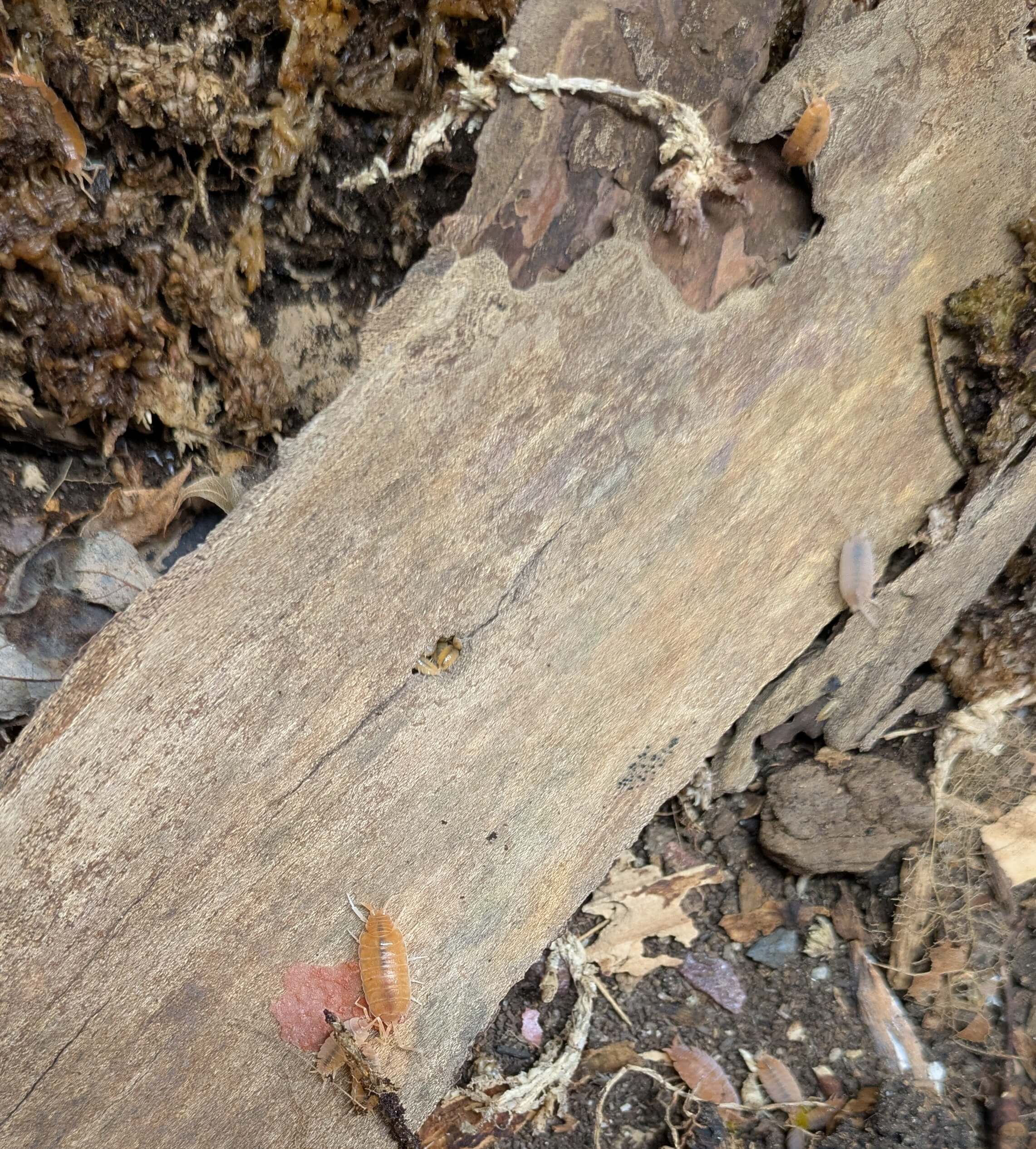 Porcellionides pruinosus "Powder Orange" - 15 count - Image 5