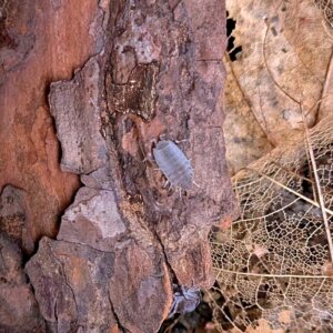 Porcellionides pruinosus "Powder Blue" - 15 count