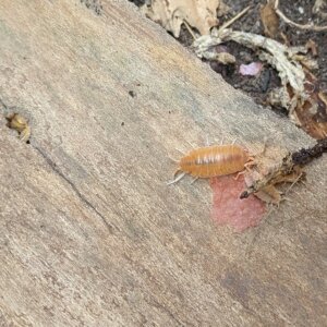 Porcellionides pruinosus "Powder Orange" - 15 count